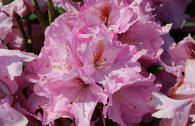 Rhododendron 'Lavender Princess'