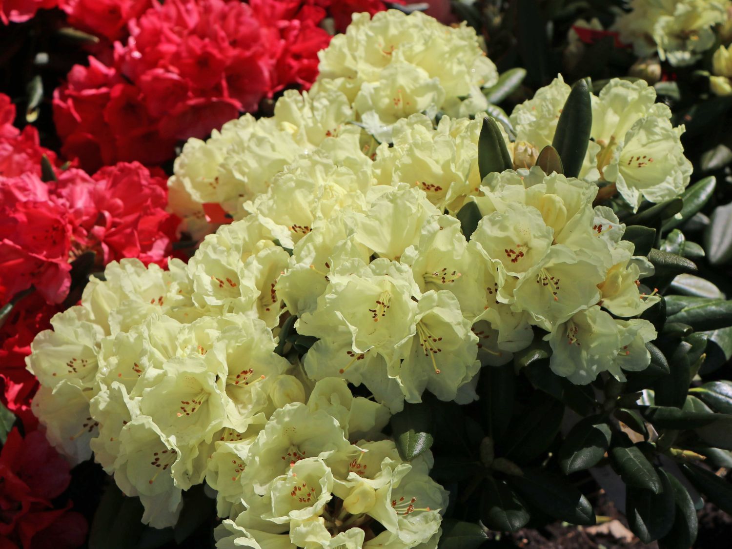 Rhododendron 'Lucinda'