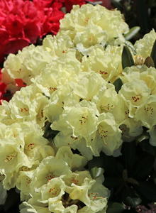 Rhododendron 'Lucinda'