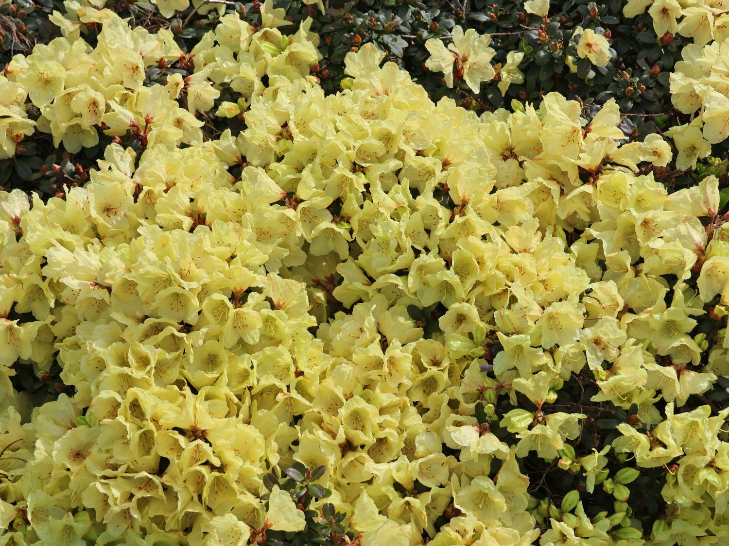 Rhododendron ludlowii 'Wren'