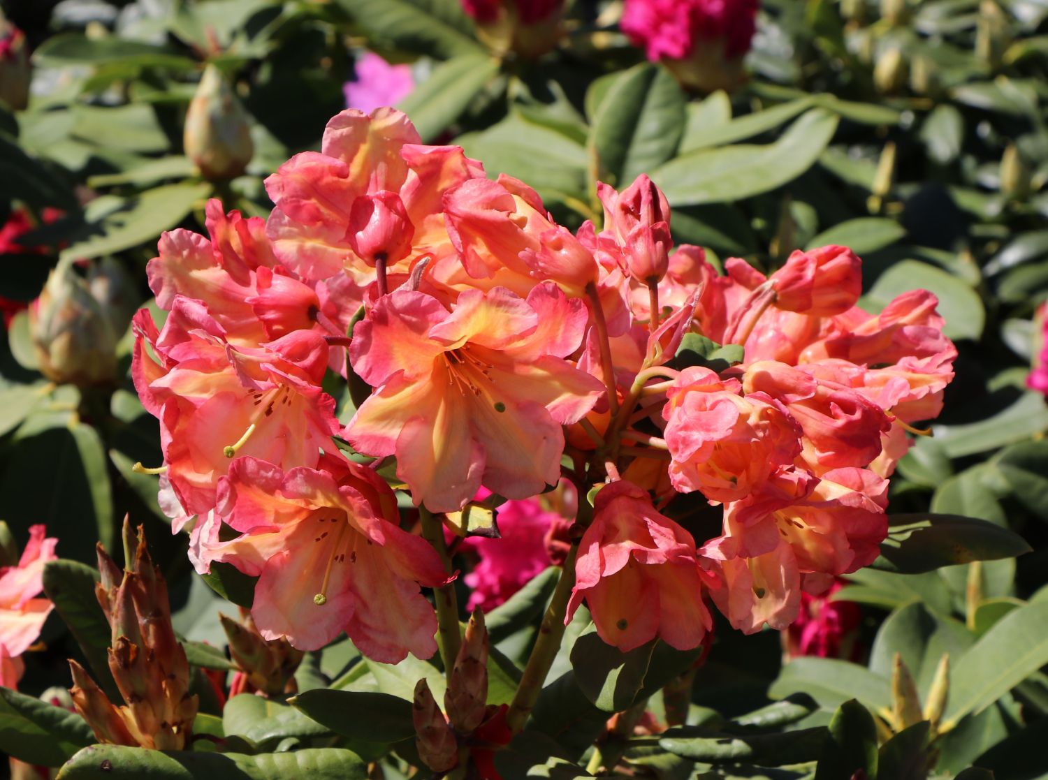Rhododendron 'Macarena'