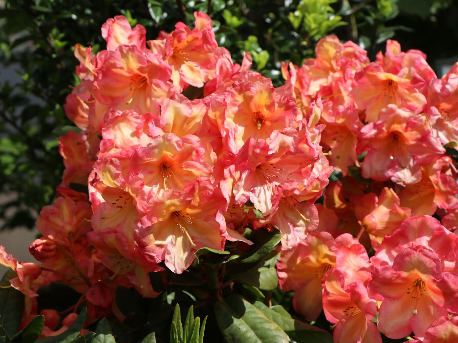 Rhododendron 'Macarena' - Rhododendron Hybride 'Macarena' - Baumschule  Horstmann
