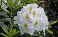 Rhododendron 'Madame Masson'