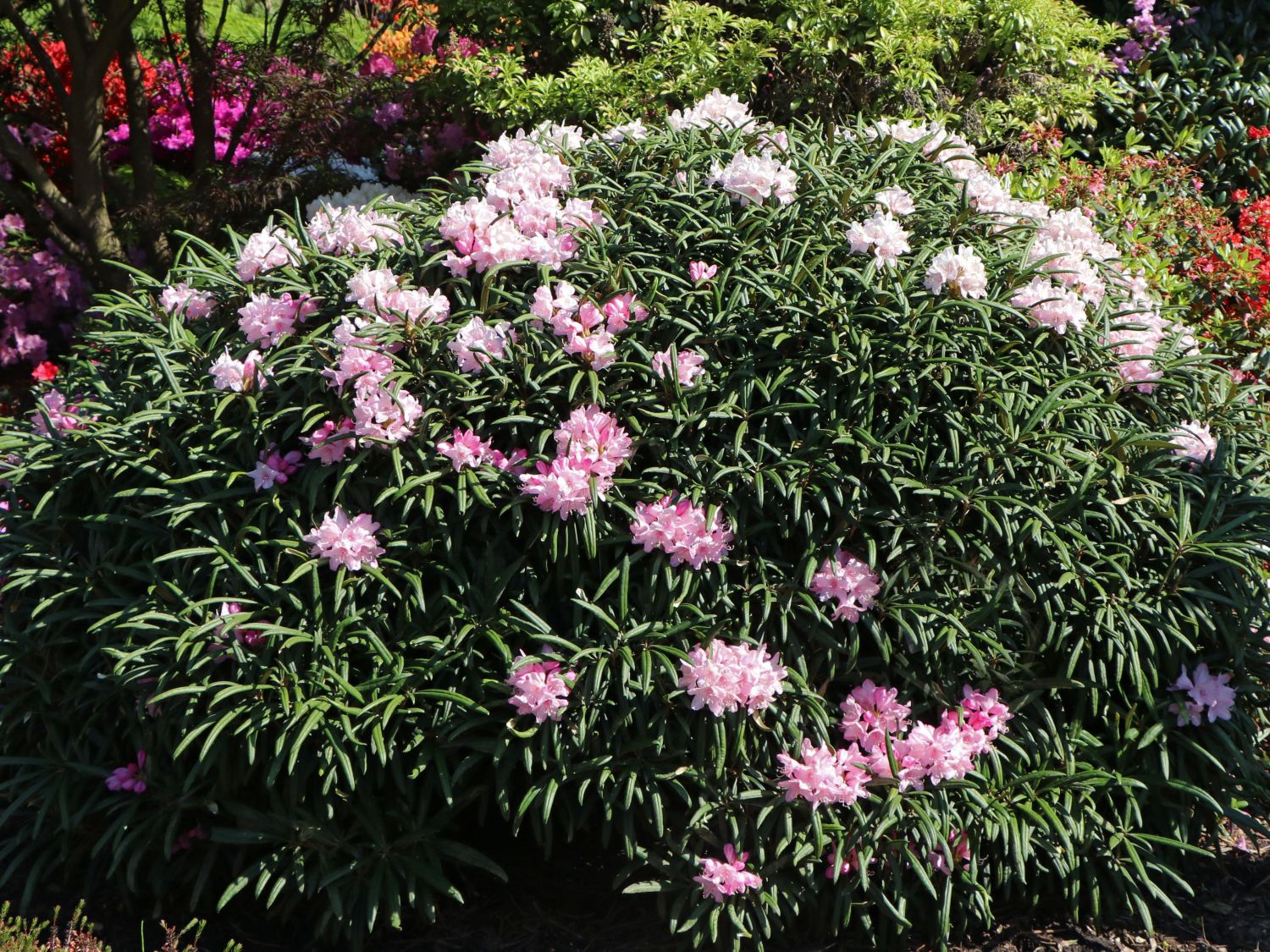Rhododendron makinoi