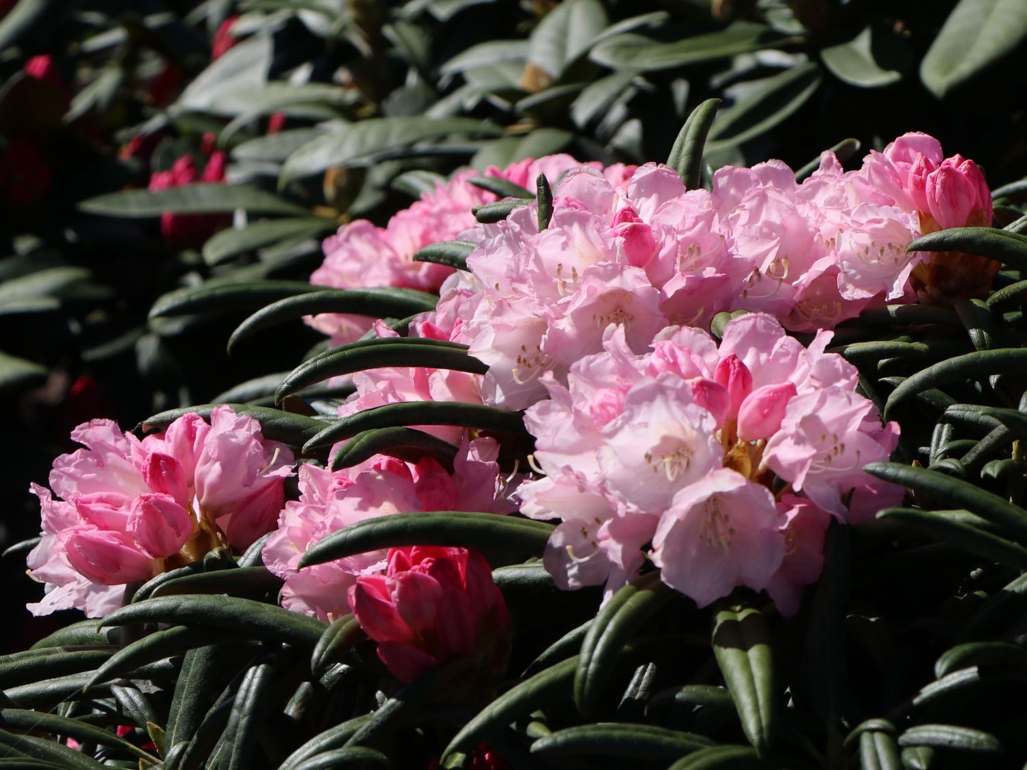 Rhododendron 'Makiyak'