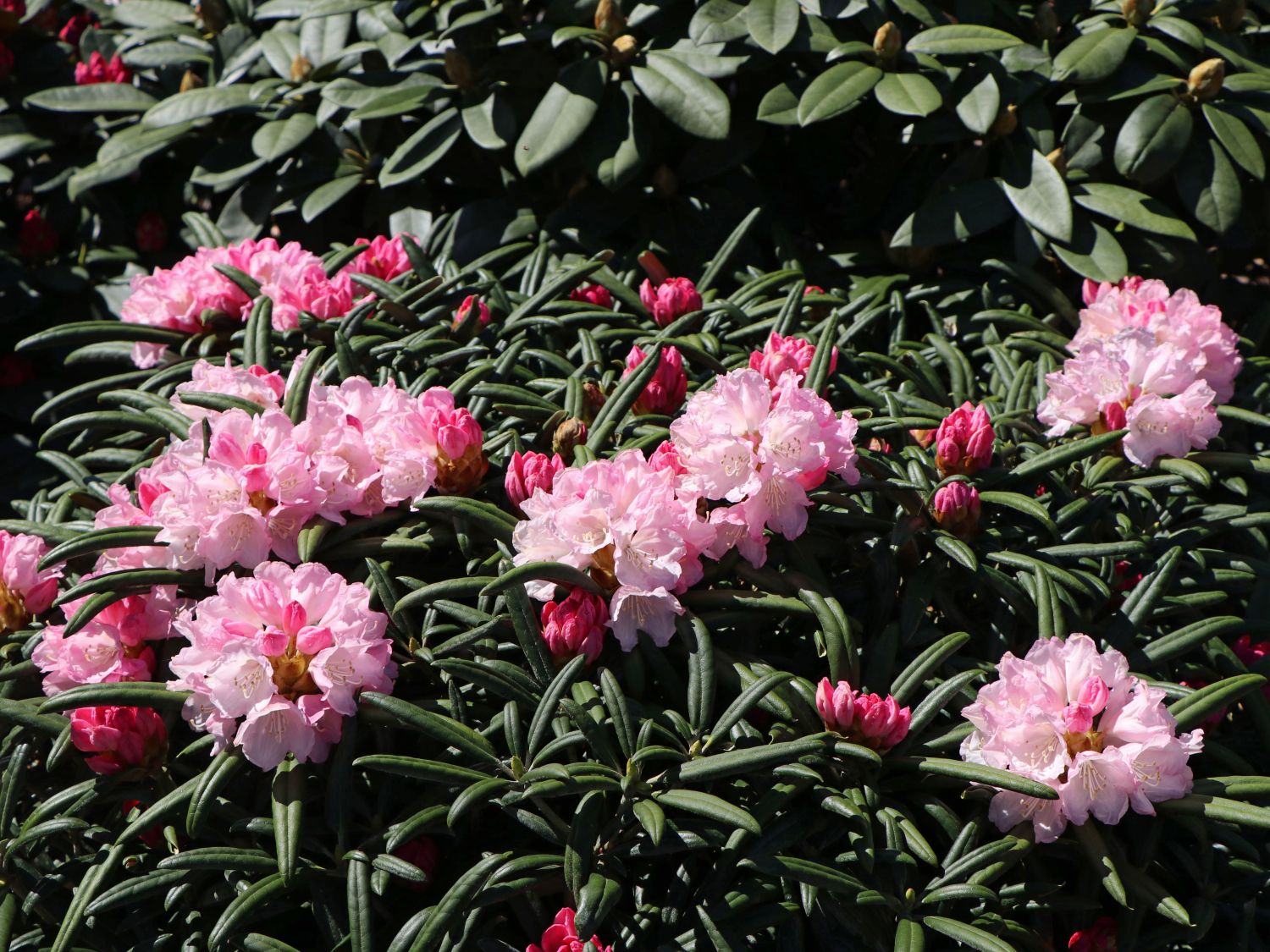 Rhododendron 'Makiyak' - Rhododendron makinoi 'Makiyak' - Baumschule  Horstmann