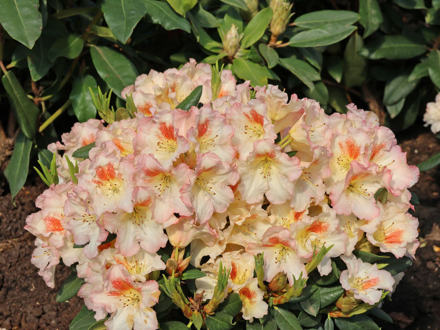 Rhododendron 'Marylou'