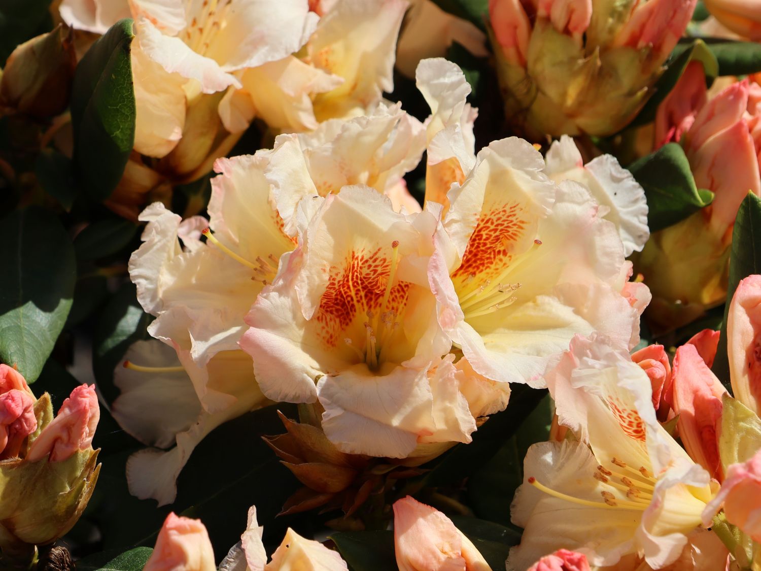 Rhododendron 'Marylou' - Rhododendron Hybride 'Marylou' - Baumschule  Horstmann