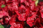 Rhododendron 'Matador' - Rhododendron Hybride 'Matador'