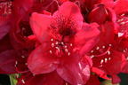 Rhododendron 'Matador' - Rhododendron Hybride 'Matador'