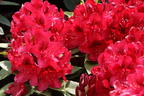 Rhododendron 'Matador' - Rhododendron Hybride 'Matador'