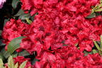 Rhododendron 'Matador' - Rhododendron Hybride 'Matador'