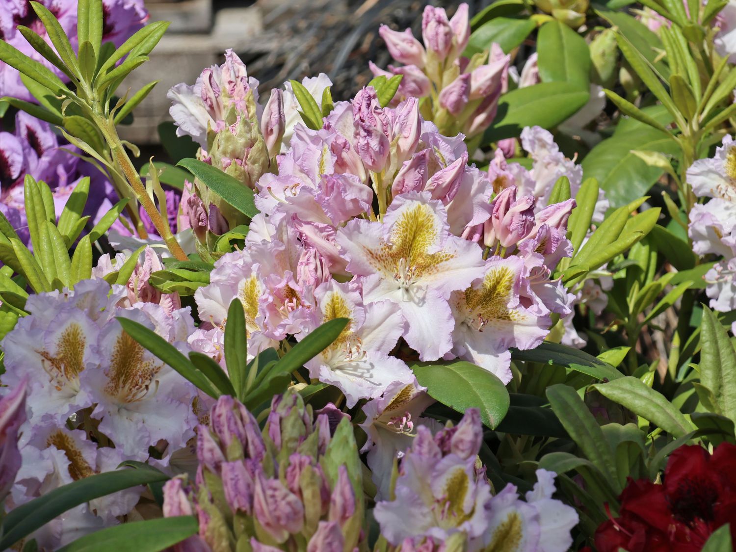 Rhododendron 'Matterhorn'