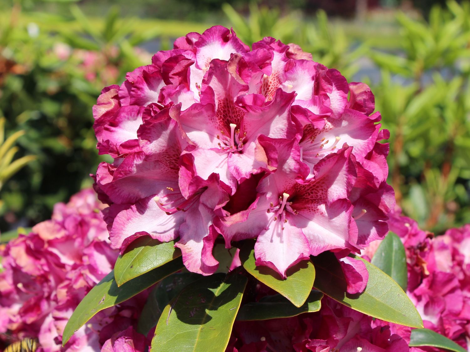 Rhododendron 'Midnight Mystique'