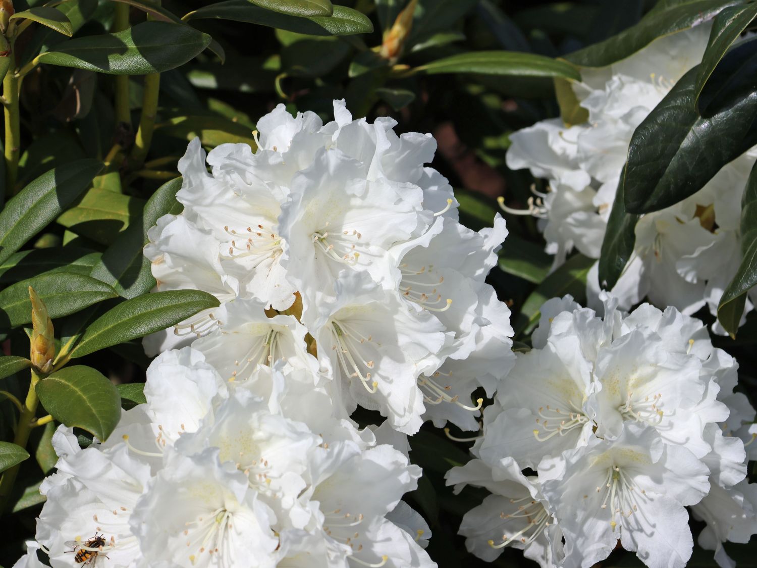 Rhododendron 'Minas Snow' - Rhododendron Hybride 'Minas Snow'