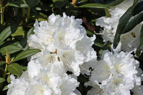 Rhododendron 'Minas Snow' - Rhododendron Hybride 'Minas Snow'