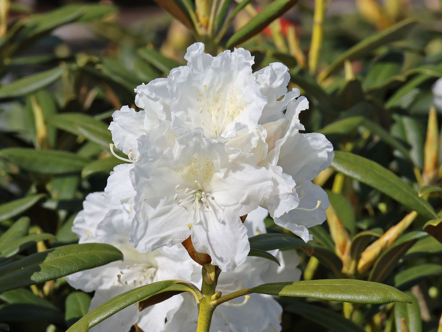 Rhododendron 'Minas Snow' - Rhododendron Hybride 'Minas Snow'