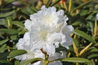 Rhododendron 'Minas Snow' - Rhododendron Hybride 'Minas Snow'