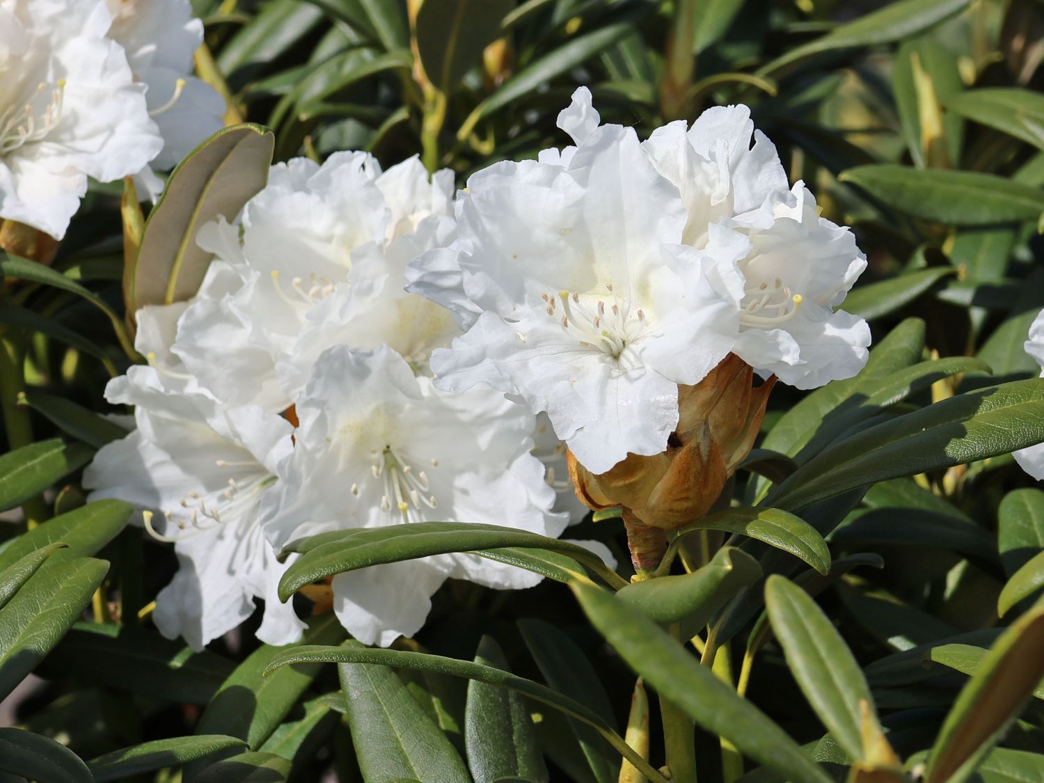 Rhododendron 'Minas Snow' - Rhododendron Hybride 'Minas Snow'