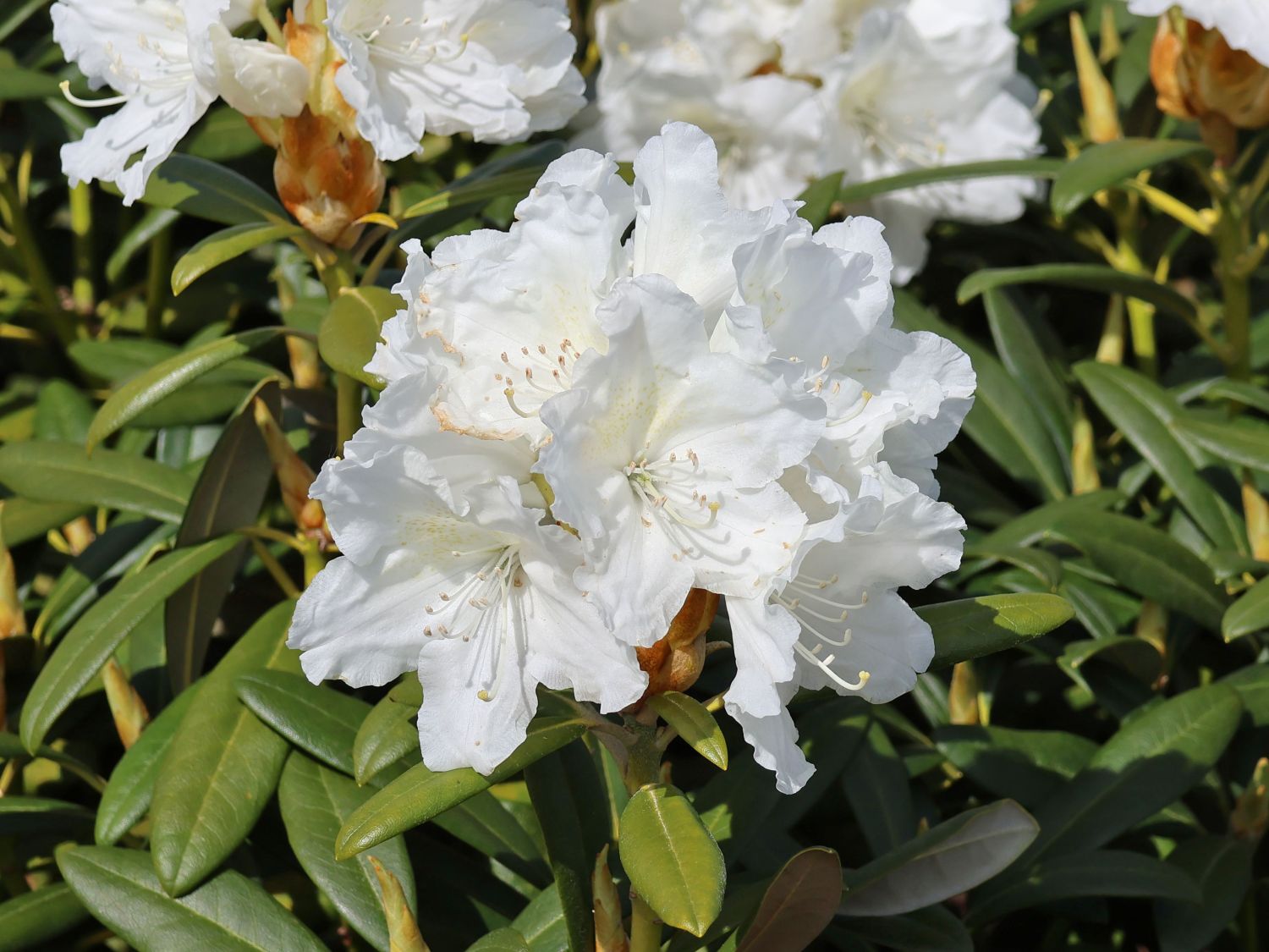 Rhododendron 'Minas Snow' - Rhododendron Hybride 'Minas Snow'