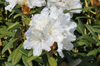 Rhododendron 'Minas Snow' - Rhododendron Hybride 'Minas Snow'