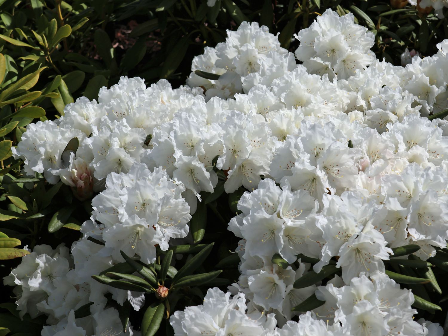 Rhododendron 'Minas Snow' - Rhododendron Hybride 'Minas Snow'