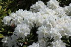 Rhododendron 'Minas Snow' - Rhododendron Hybride 'Minas Snow'