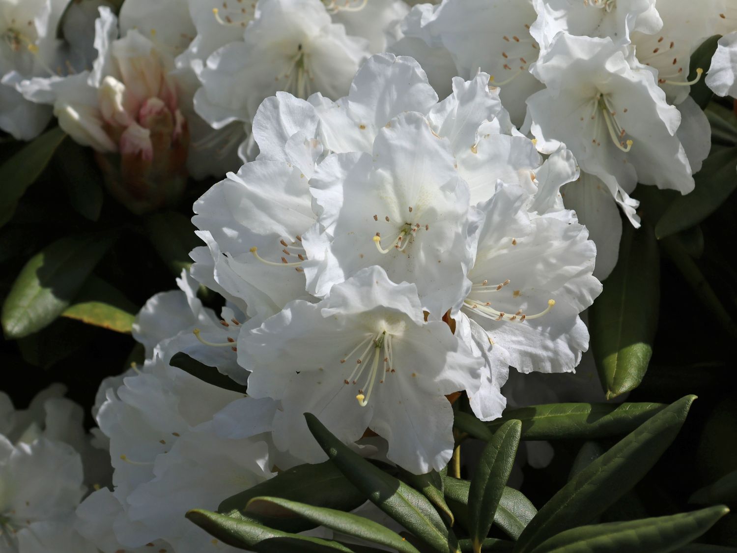 Rhododendron 'Minas Snow' - Rhododendron Hybride 'Minas Snow'