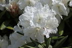 Rhododendron 'Minas Snow' - Rhododendron Hybride 'Minas Snow'