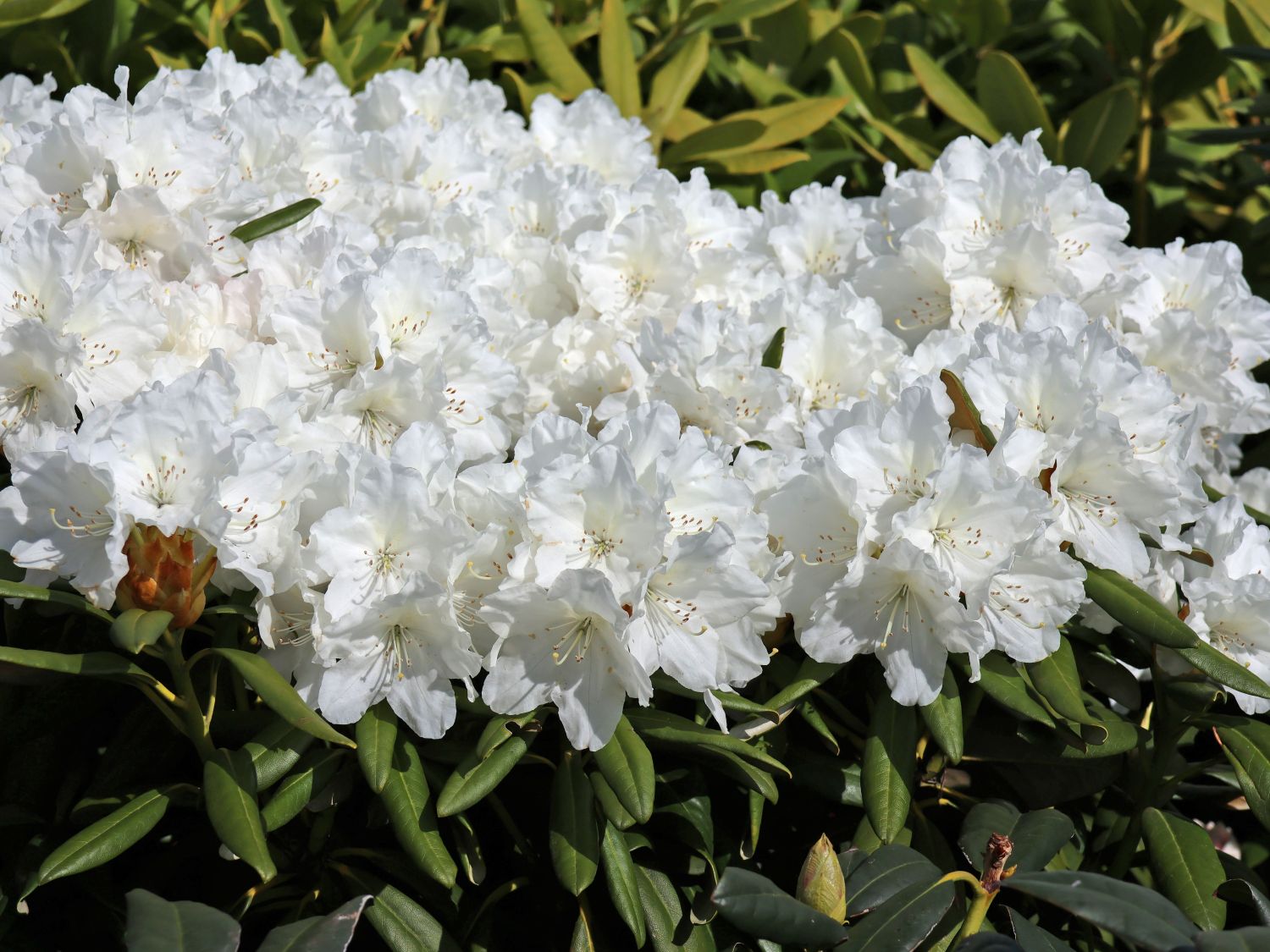 Rhododendron 'Minas Snow' - Rhododendron Hybride 'Minas Snow'
