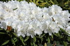 Rhododendron 'Minas Snow' - Rhododendron Hybride 'Minas Snow'