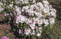 Rhododendron 'Mist Maiden'