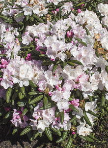 Rhododendron 'Mist Maiden'