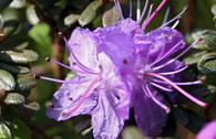 Rhododendron 'Moerheim'