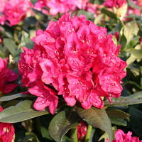 Rhododendron 'Nova Zembla' - Rhododendron Hybride 'Nova Zembla'