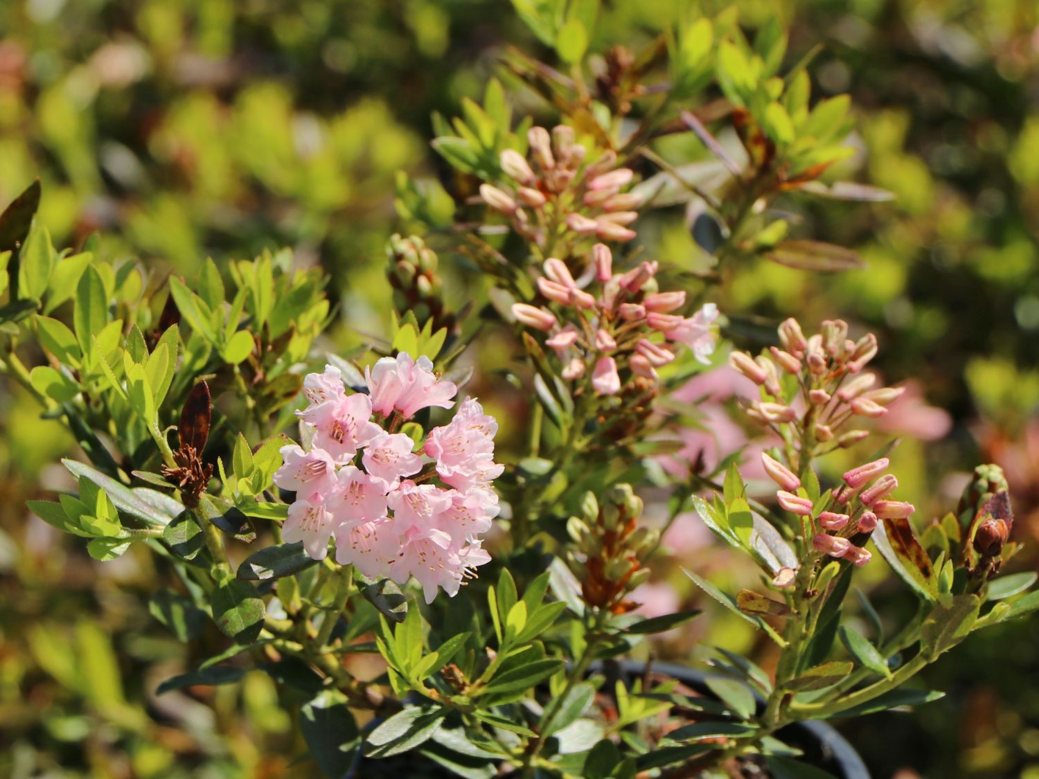 Rhododendron 'by Bloombux Nugget' ®