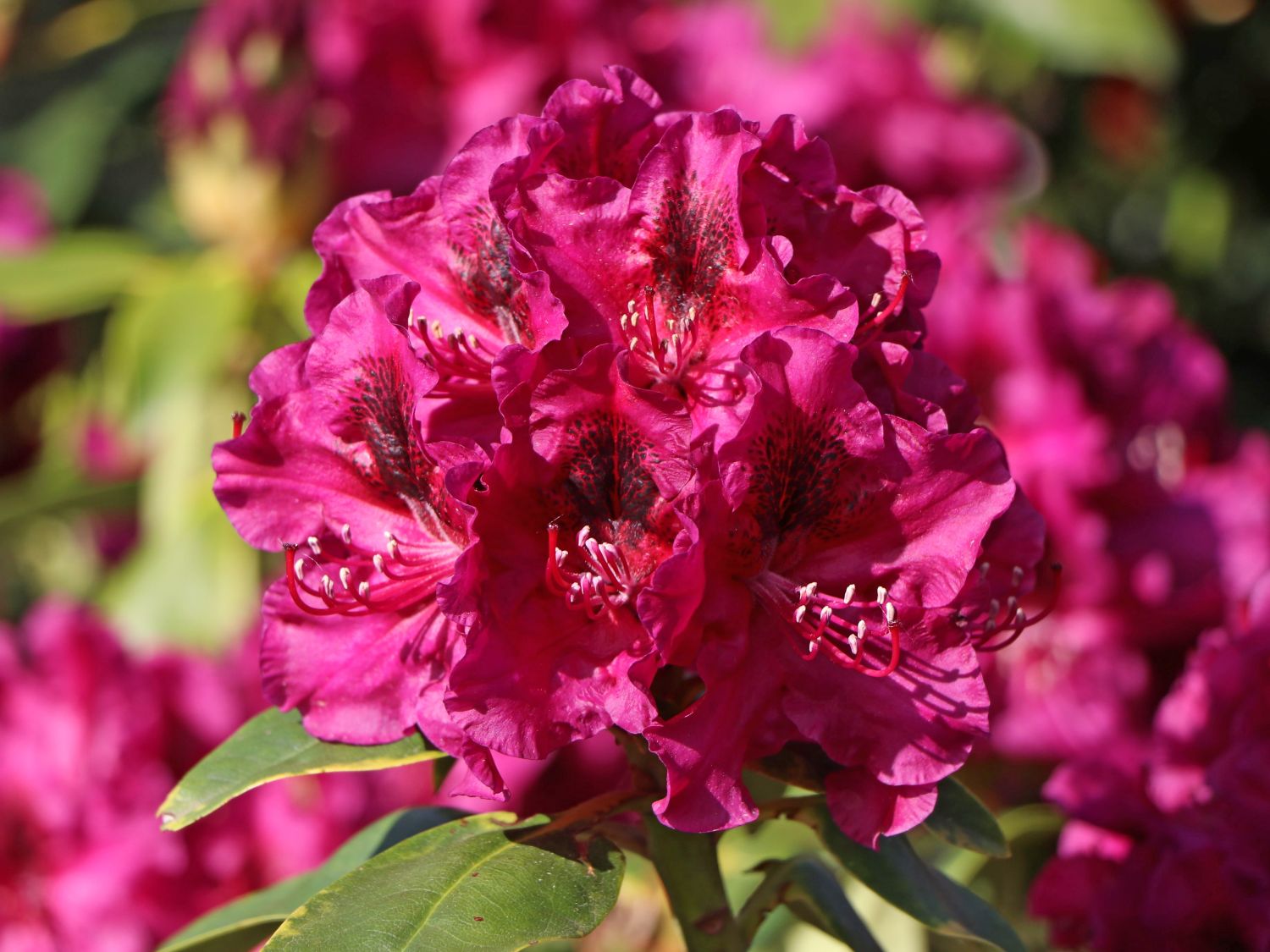 Rhododendron 'Olin O. Dobbs'