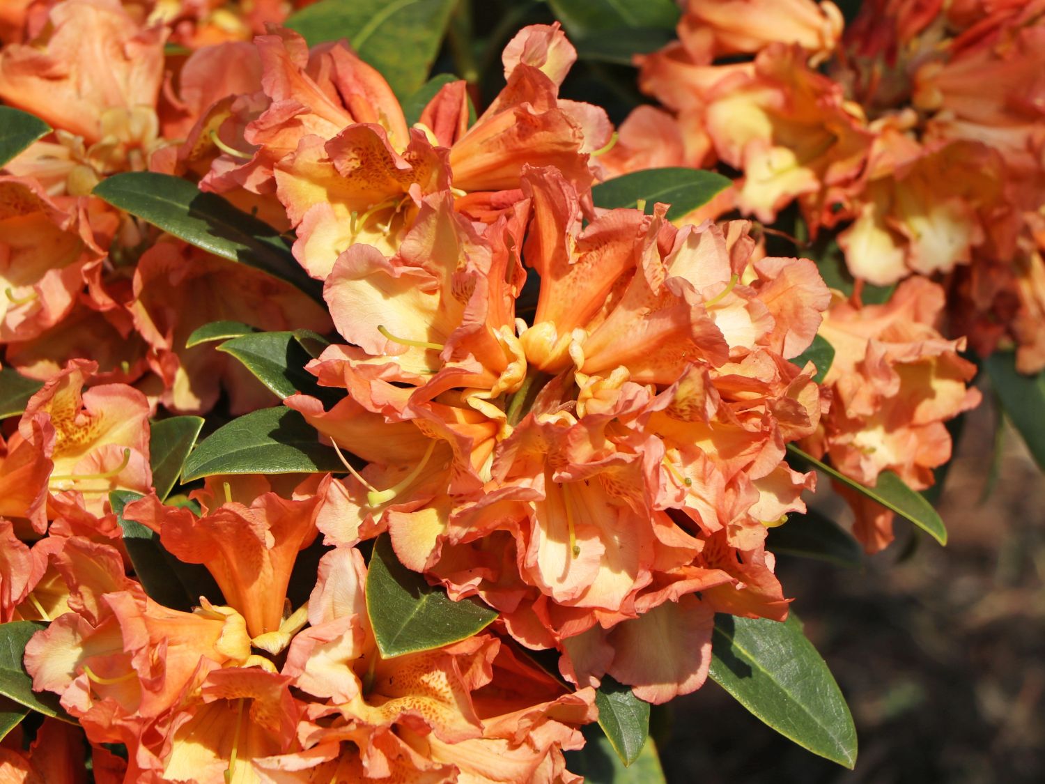 Rhododendron 'Orange Flirt' Rhododendron Hybride 'Orange Flirt