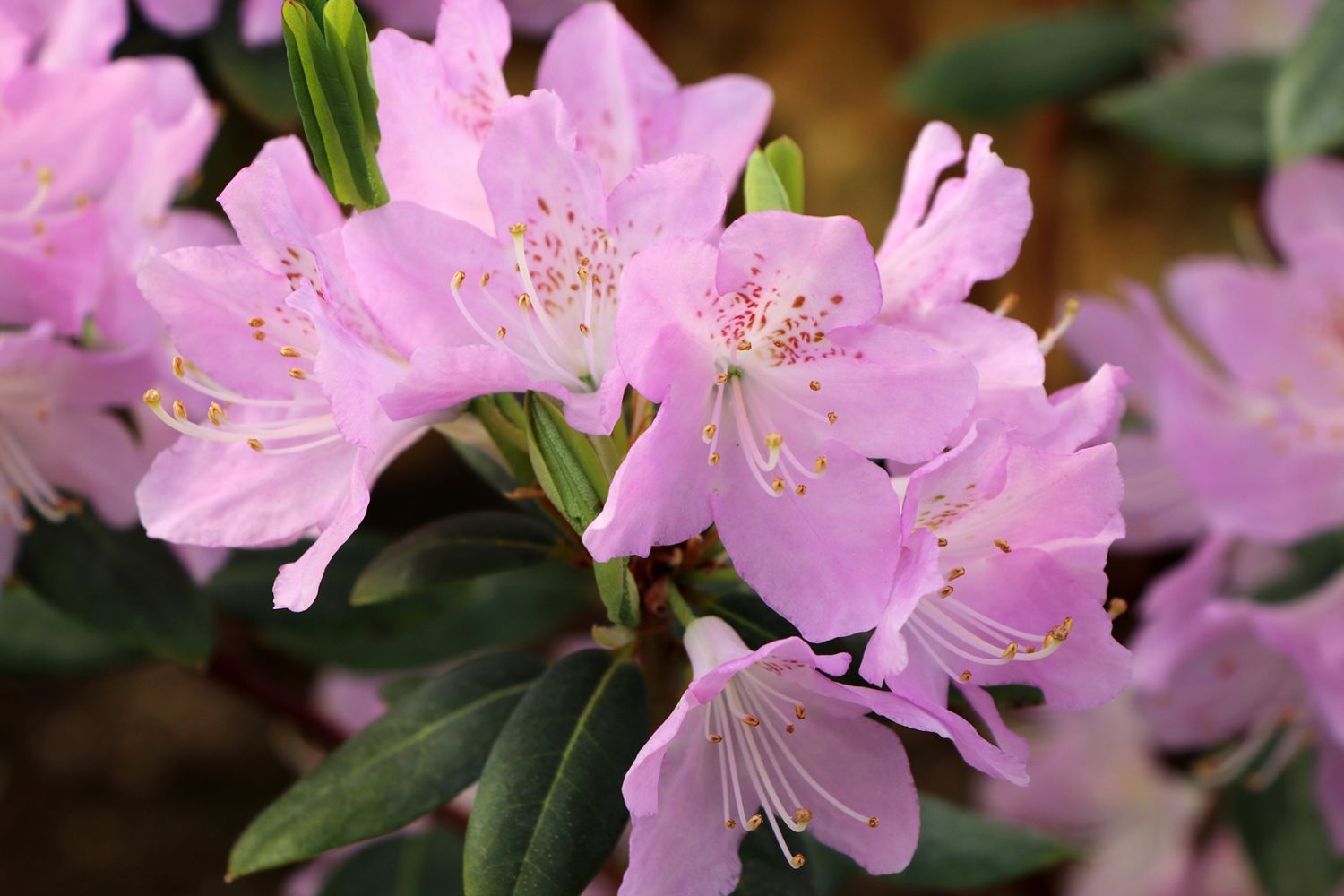 Rhododendron oreotrephes