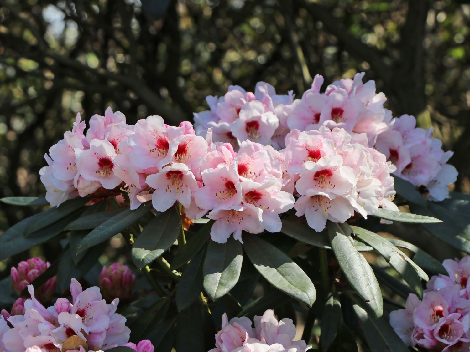 Rhododendron 'Osterschnee'