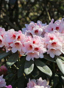 Rhododendron 'Osterschnee'