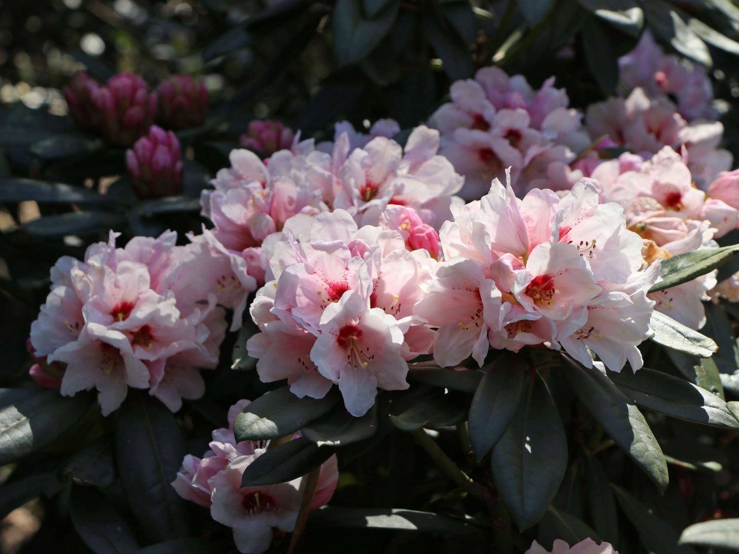 Rhododendron 'Osterschnee' - Rhododendron praevernum 'Osterschnee'