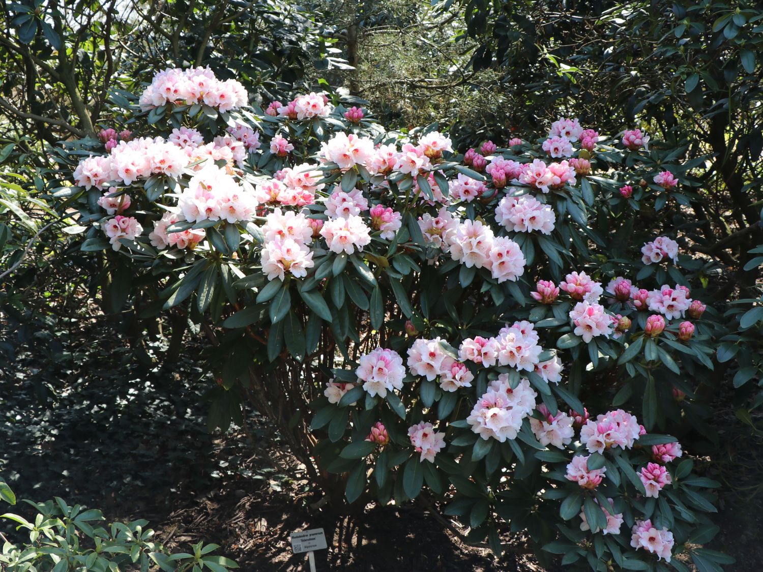 Rhododendron 'Osterschnee' - Rhododendron praevernum 'Osterschnee'