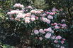 Rhododendron 'Osterschnee' - Rhododendron praevernum 'Osterschnee'