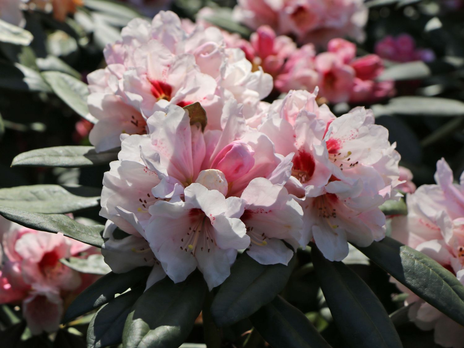 Rhododendron 'Osterschnee' - Rhododendron praevernum 'Osterschnee'