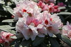 Rhododendron 'Osterschnee' - Rhododendron praevernum 'Osterschnee'