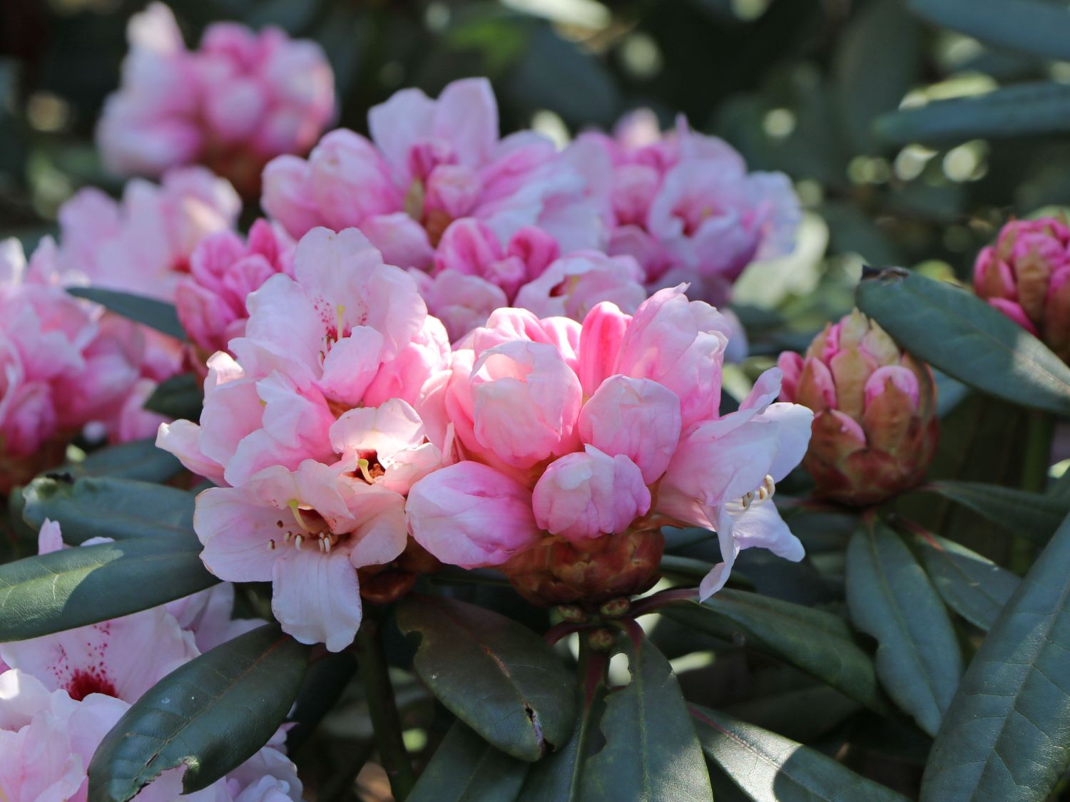 Rhododendron 'Osterschnee' - Rhododendron praevernum 'Osterschnee'