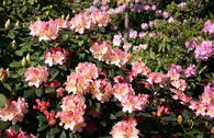 Rhododendron 'Percy Wiseman'