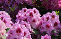 Rhododendron 'Pfauenauge' ®