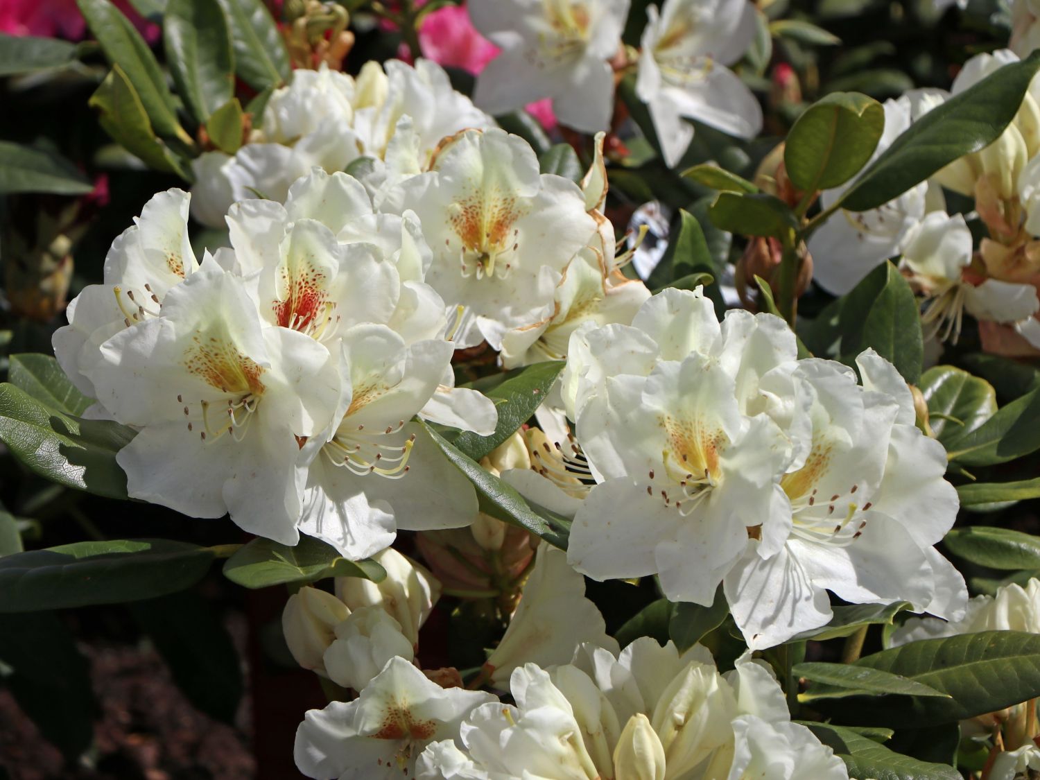 Rhododendron 'Phyllis Korn'